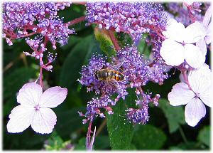 Hyrangea in Westonbirt Arboretum