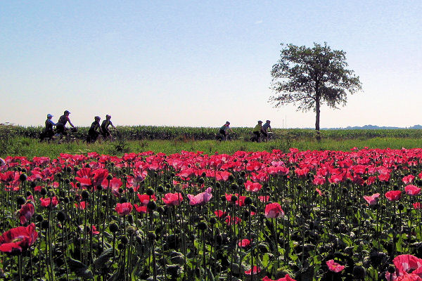 Tandems pass a field of poppies